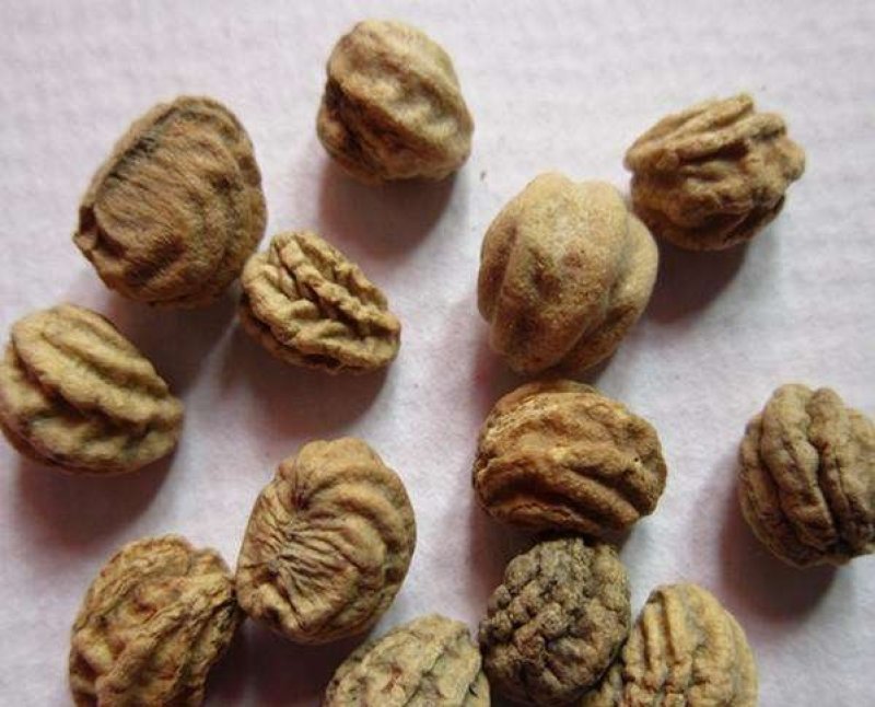 金莲花种子旱荷花种子四季易种易活观赏药用