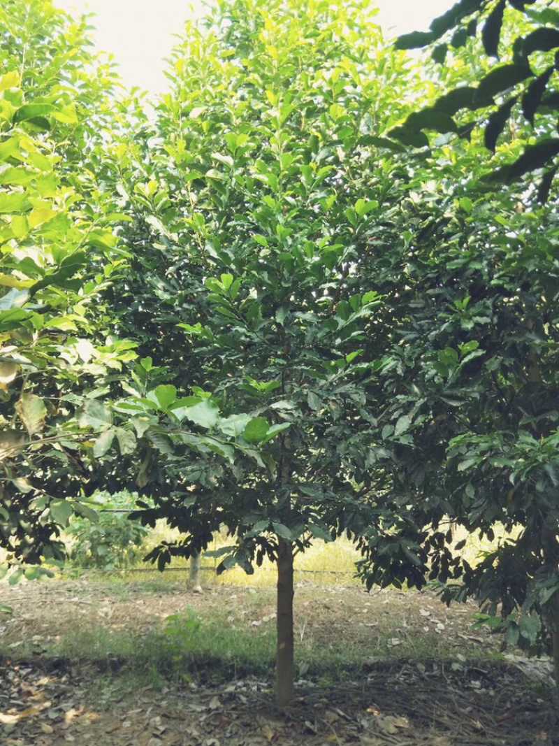 精品乐昌含笑绿化工程苗大规格齐全欢迎光临