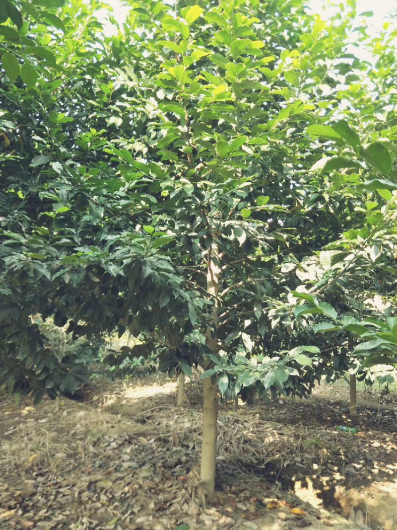 精品乐昌含笑绿化工程苗大规格齐全欢迎光临