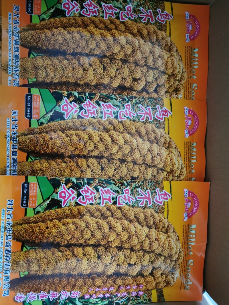 高产抗鸟鸟不吃红钙谷