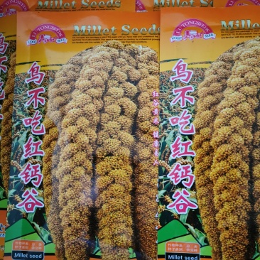 高产抗鸟鸟不吃红钙谷