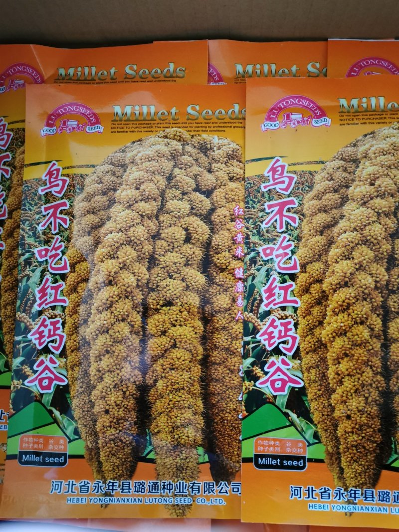 高产抗鸟鸟不吃红钙谷
