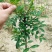 无刺花椒苗嫁接包成活率现挖现卖死苗免费补发