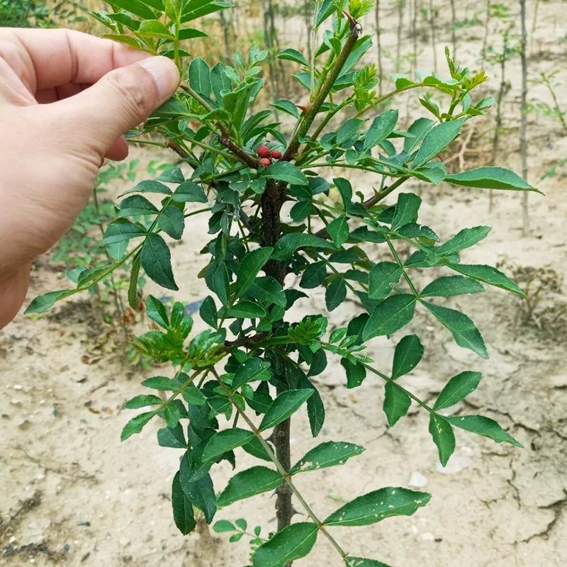 无刺花椒苗嫁接包成活率现挖现卖死苗免费补发