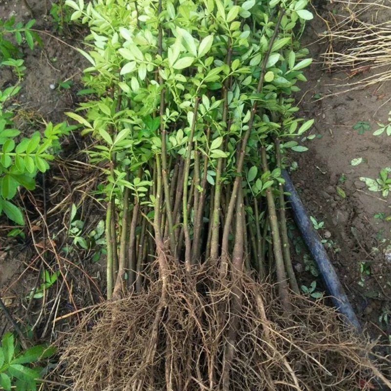 无刺花椒苗嫁接包成活率现挖现卖死苗免费补发