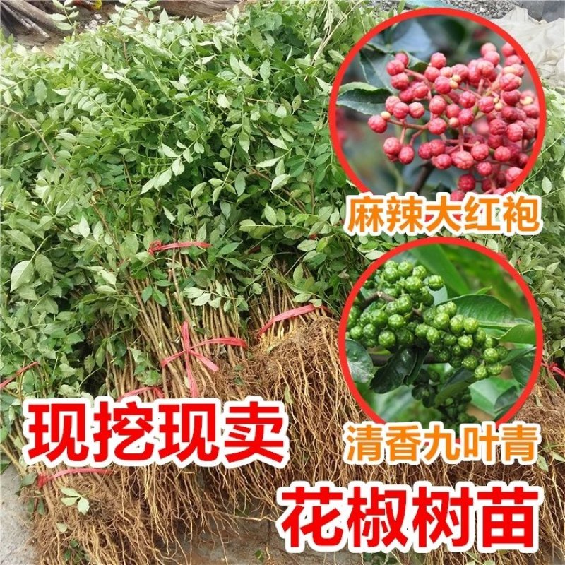 无刺花椒苗嫁接包成活率现挖现卖死苗免费补发