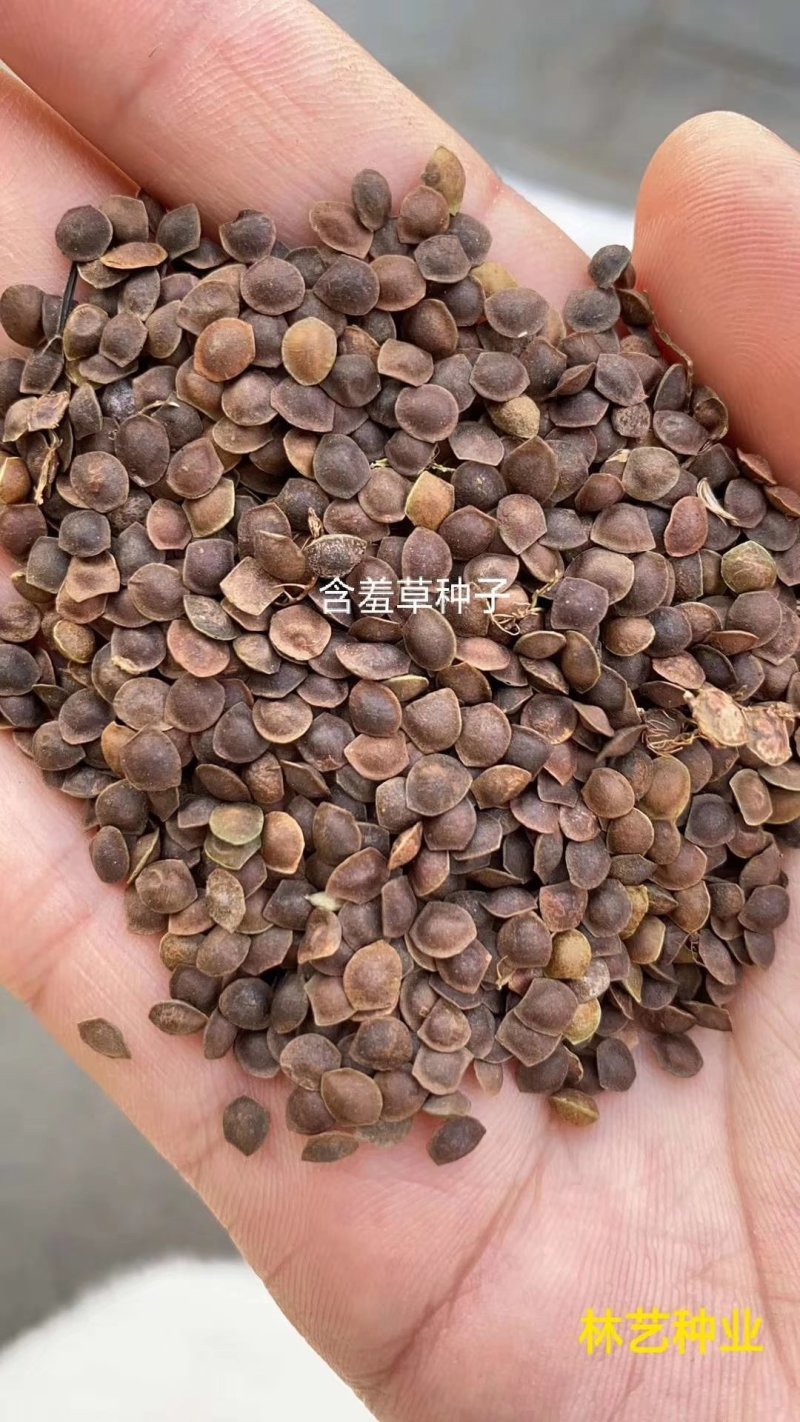 含羞草种子四季易种易活花草种子害羞草种子观赏