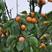 新品种沙金红杏树苗包成活率现挖现卖死苗免费补发
