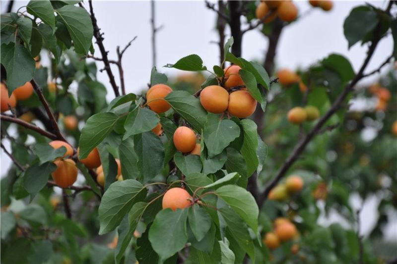 新品种沙金红杏树苗包成活率现挖现卖死苗免费补发