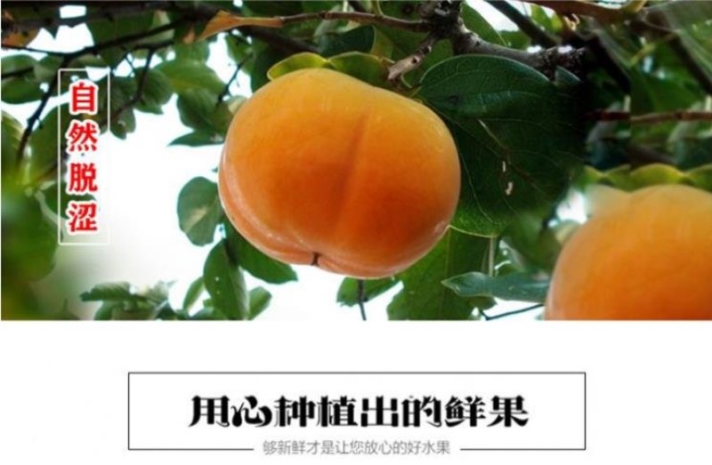 柿子苗当年结果南北方种植包成活率现挖现卖