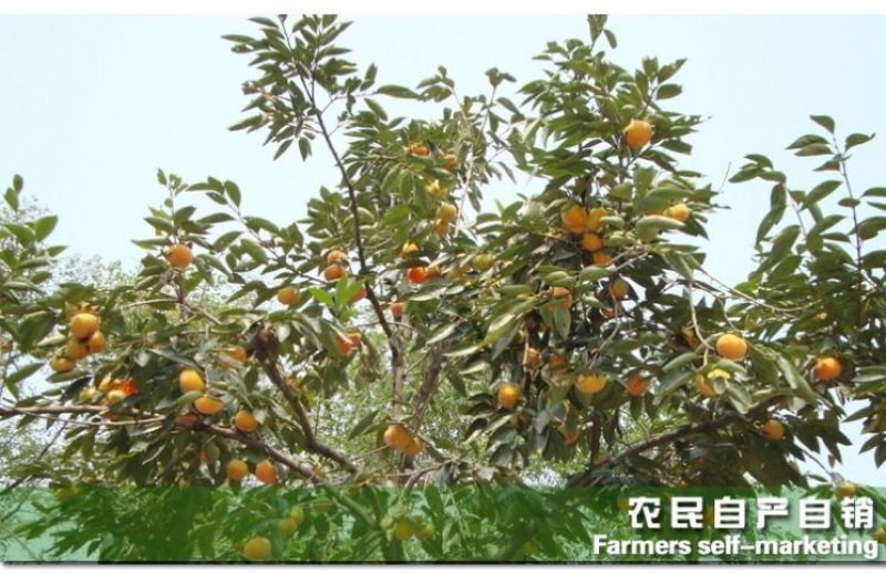 柿子苗当年结果南北方种植包成活率现挖现卖