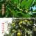 柿子苗当年结果南北方种植包成活率现挖现卖