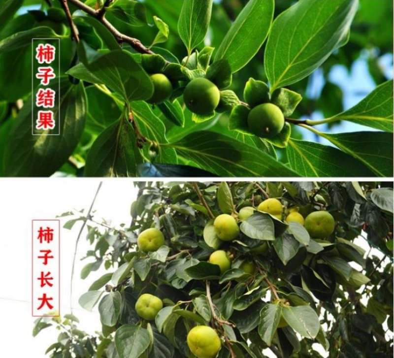 柿子苗当年结果南北方种植包成活率现挖现卖
