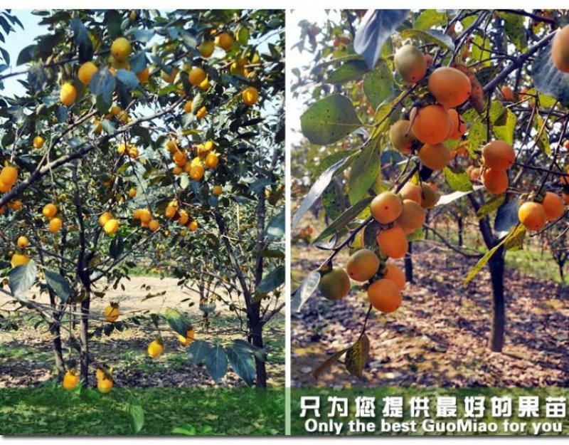 柿子苗当年结果南北方种植包成活率现挖现卖