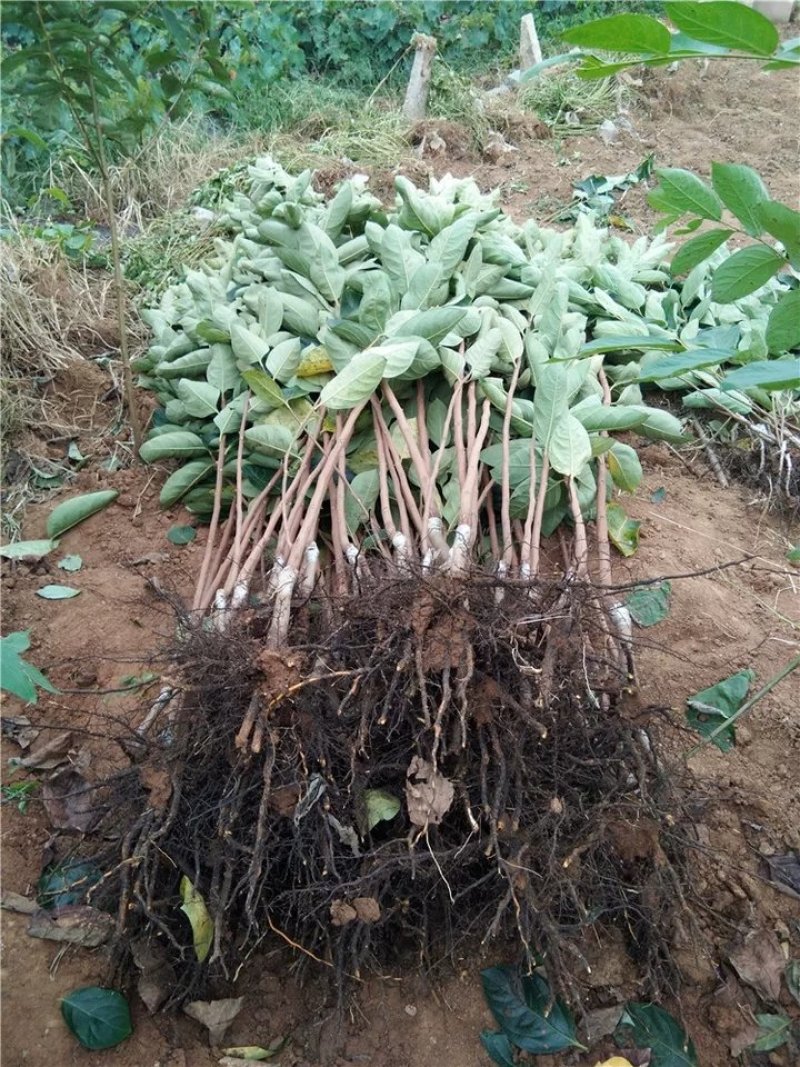 柿子苗当年结果南北方种植包成活率现挖现卖