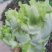 蔬菜供应儿菜