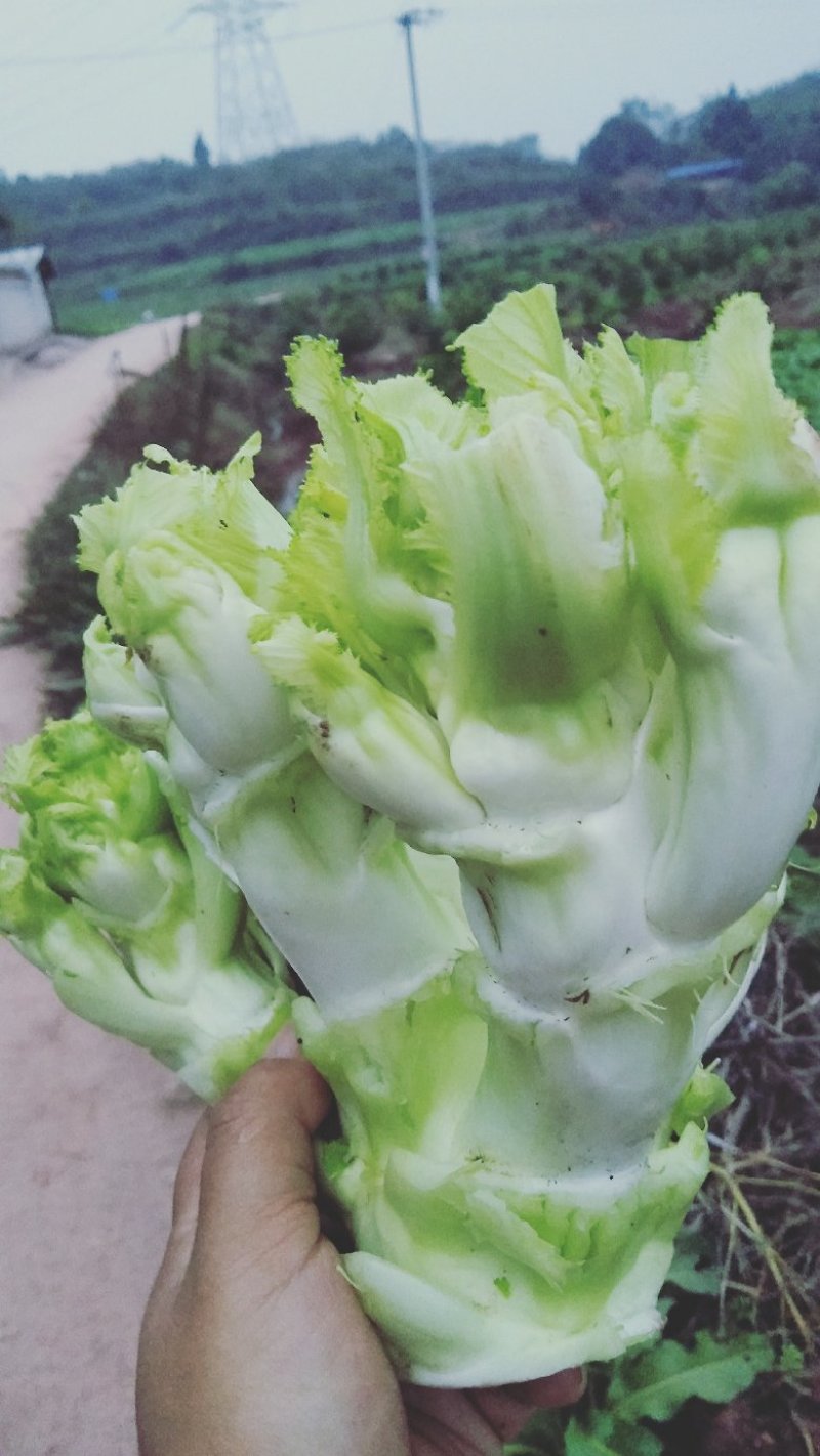 蔬菜供应儿菜