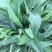 【优质】苦麻菜蔬菜种子纯度高芽率好