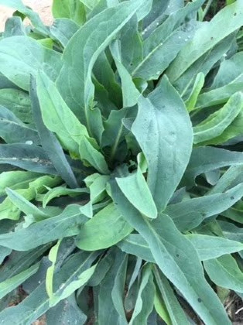 【优质】苦麻菜蔬菜种子纯度高芽率好