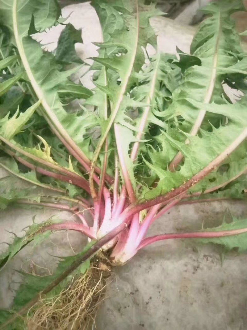 【优质】苦麻菜蔬菜种子纯度高芽率好