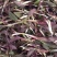 【优质】苦麻菜蔬菜种子纯度高芽率好
