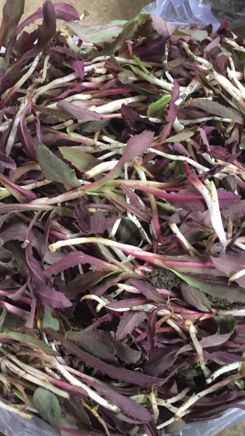 【优质】苦麻菜蔬菜种子纯度高芽率好