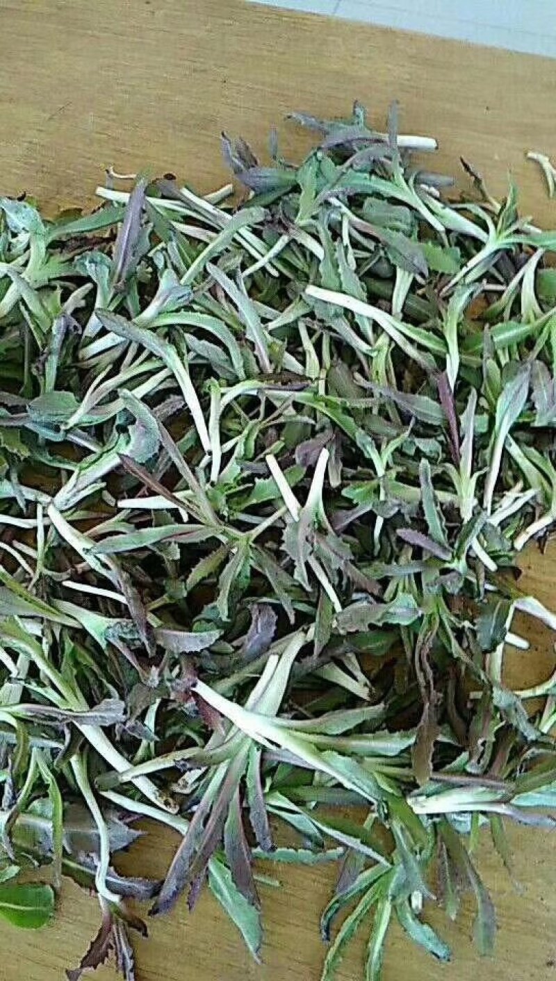 【优质】苦麻菜蔬菜种子纯度高芽率好