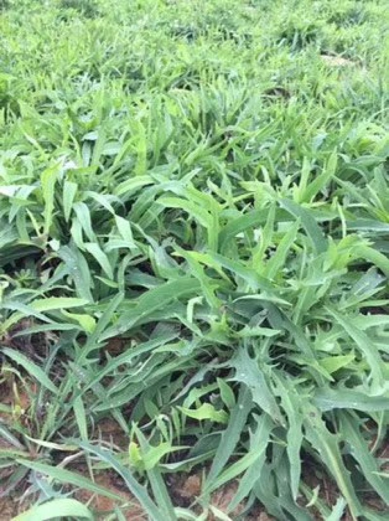 【优质】苦麻菜蔬菜种子纯度高芽率好