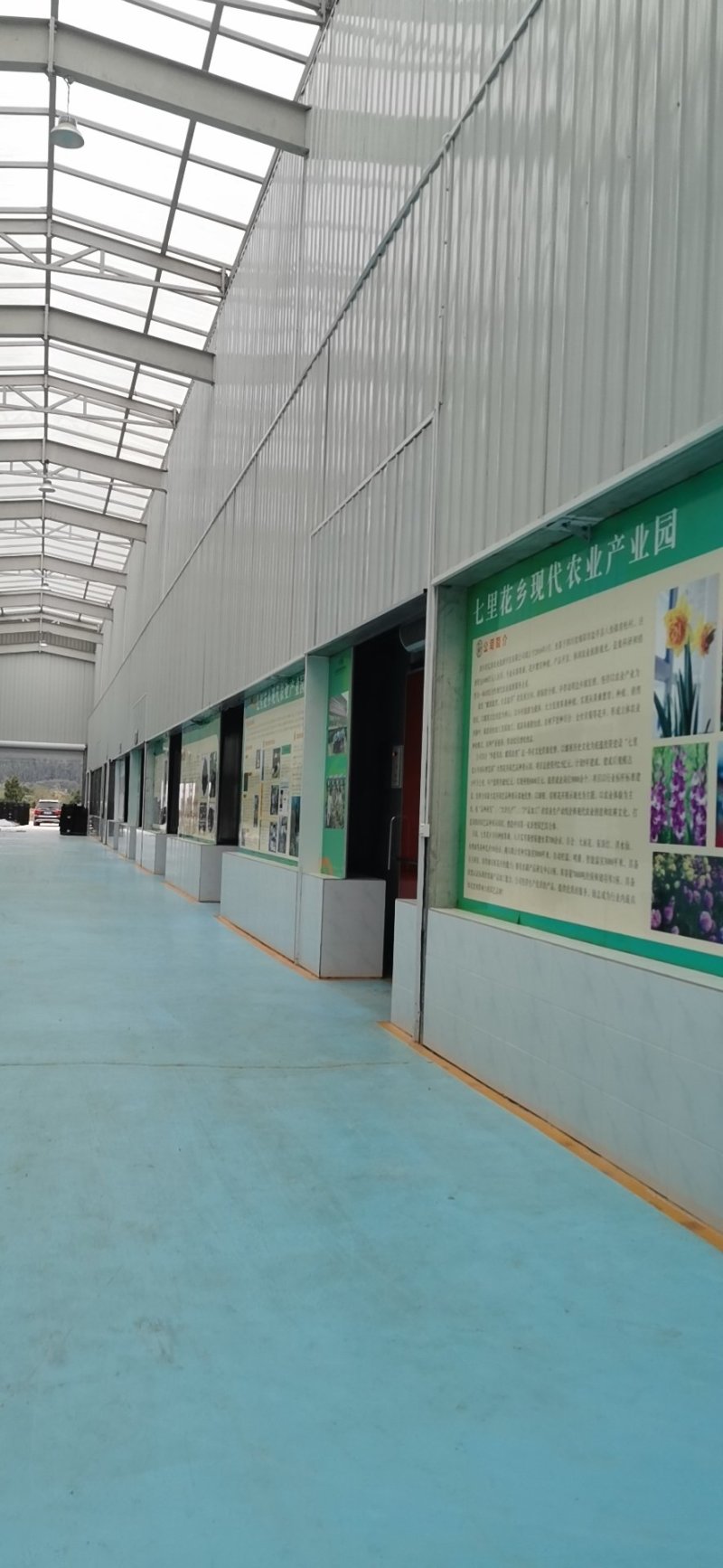 墨西哥鼠尾草种苗多年生灌木一年两季紫色花海