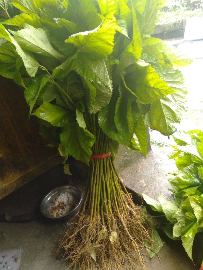 桑树苗养蚕大叶桑实生苗新品种