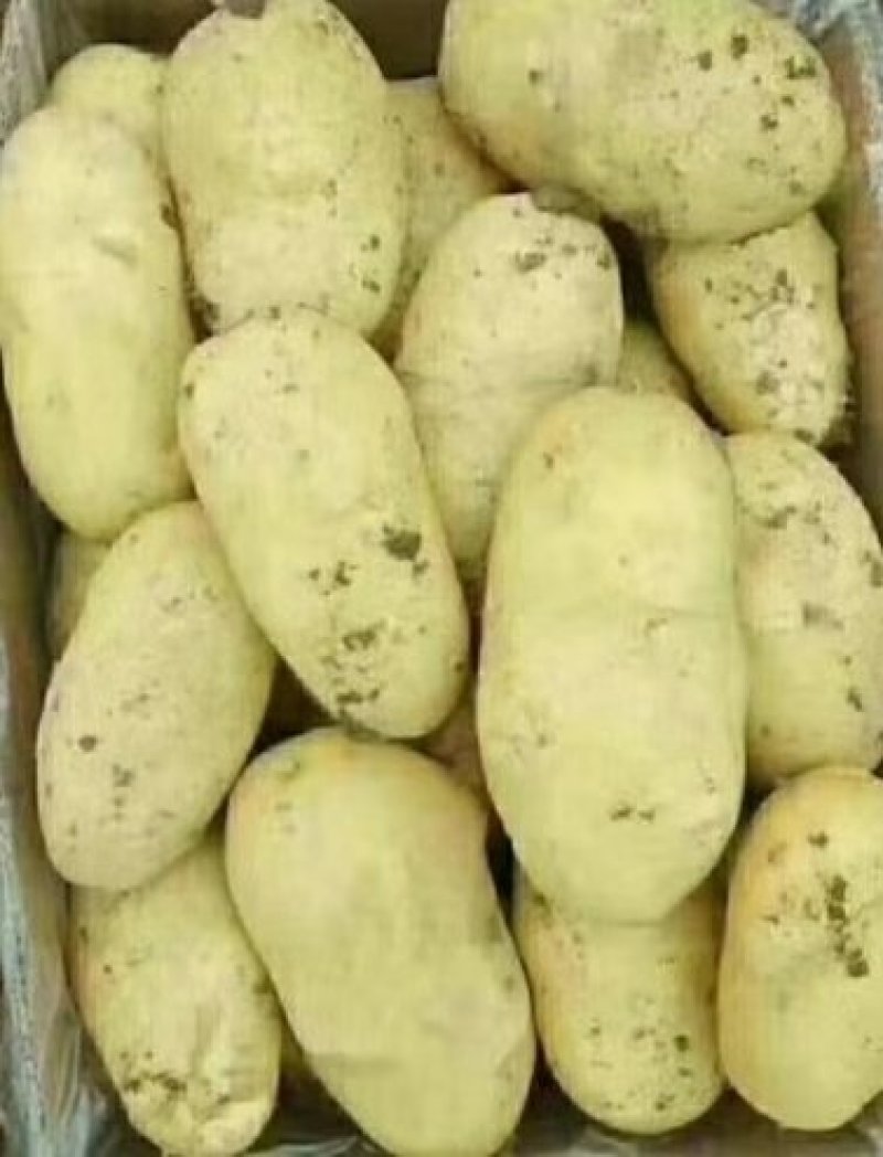 土豆希森V7，Ev系列土豆大量供应，产地直销，一手货源。