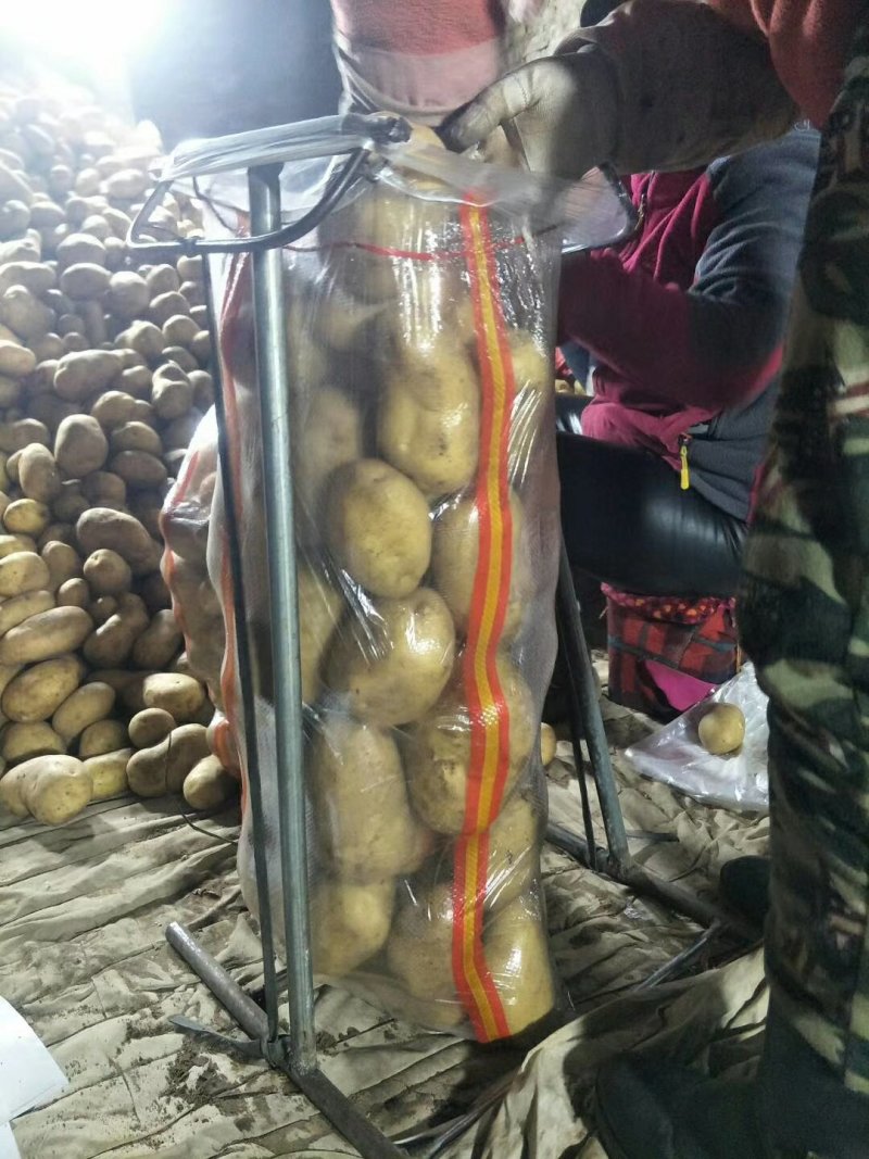 土豆希森V7，Ev系列土豆大量供应，产地直销，一手货源。