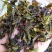 黄旦茶土山茶惠来八仙茶黄桂茶高山茶高香土山茶1斤黄旦茶叶