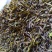 黄旦茶土山茶惠来八仙茶黄桂茶高山茶高香土山茶1斤黄旦茶叶