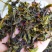 黄旦茶土山茶惠来八仙茶黄桂茶高山茶高香土山茶1斤黄旦茶叶