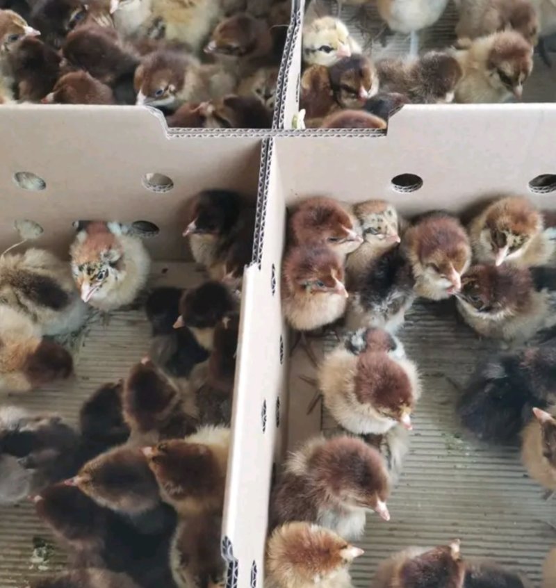 麻鸡苗大种青脚麻/大铁脚青脚麻鸡抗病强孵化场直销