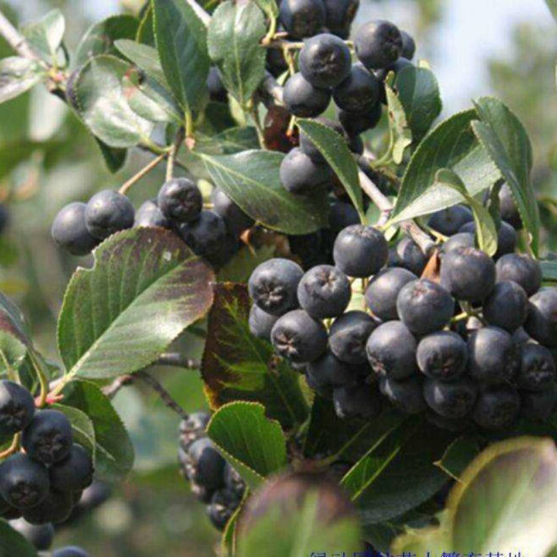 供应梓树百花花楸红果花楸黑果花楸不老莓