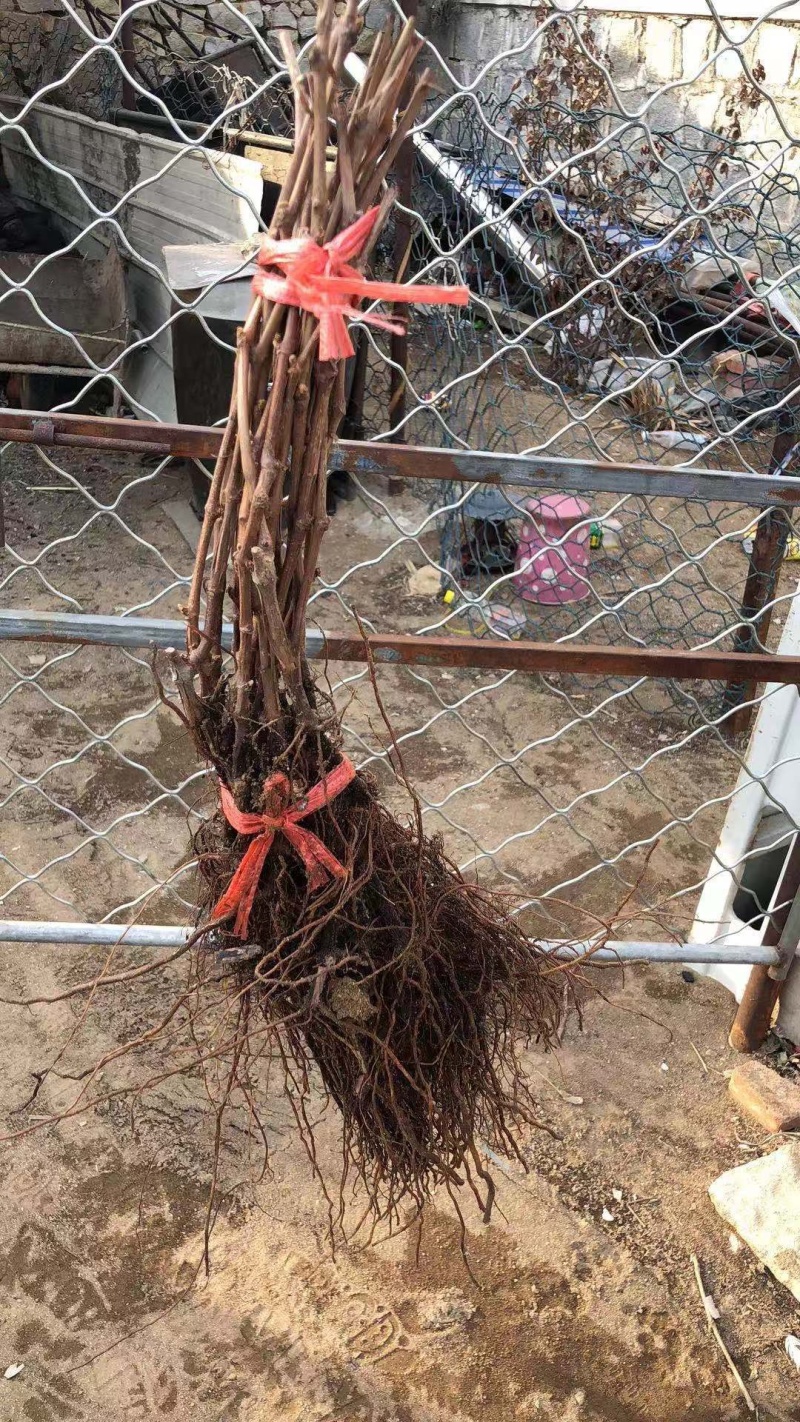 阳光玫瑰葡萄苗，香甜可口，它非常好管理，不用上红药