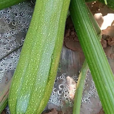 优质西葫芦（果型好，耐运输，光泽强）