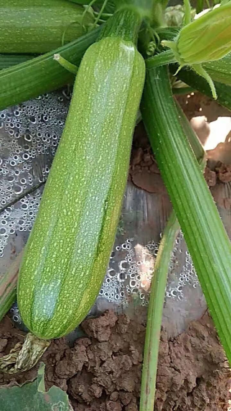 优质西葫芦（果型好，耐运输，光泽强）