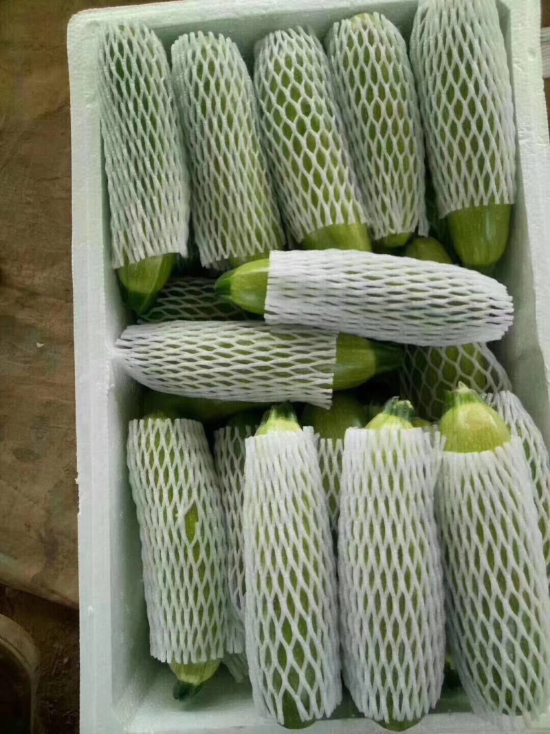 优质西葫芦（果型好，耐运输，光泽强）