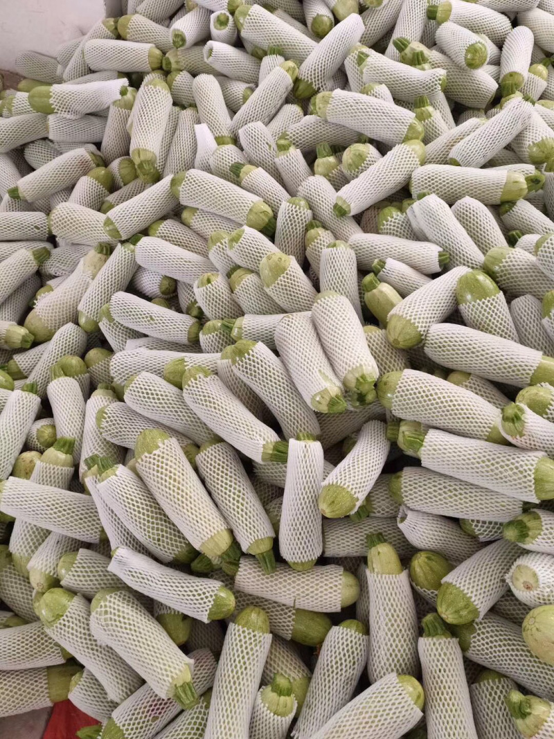 优质西葫芦（果型好，耐运输，光泽强）