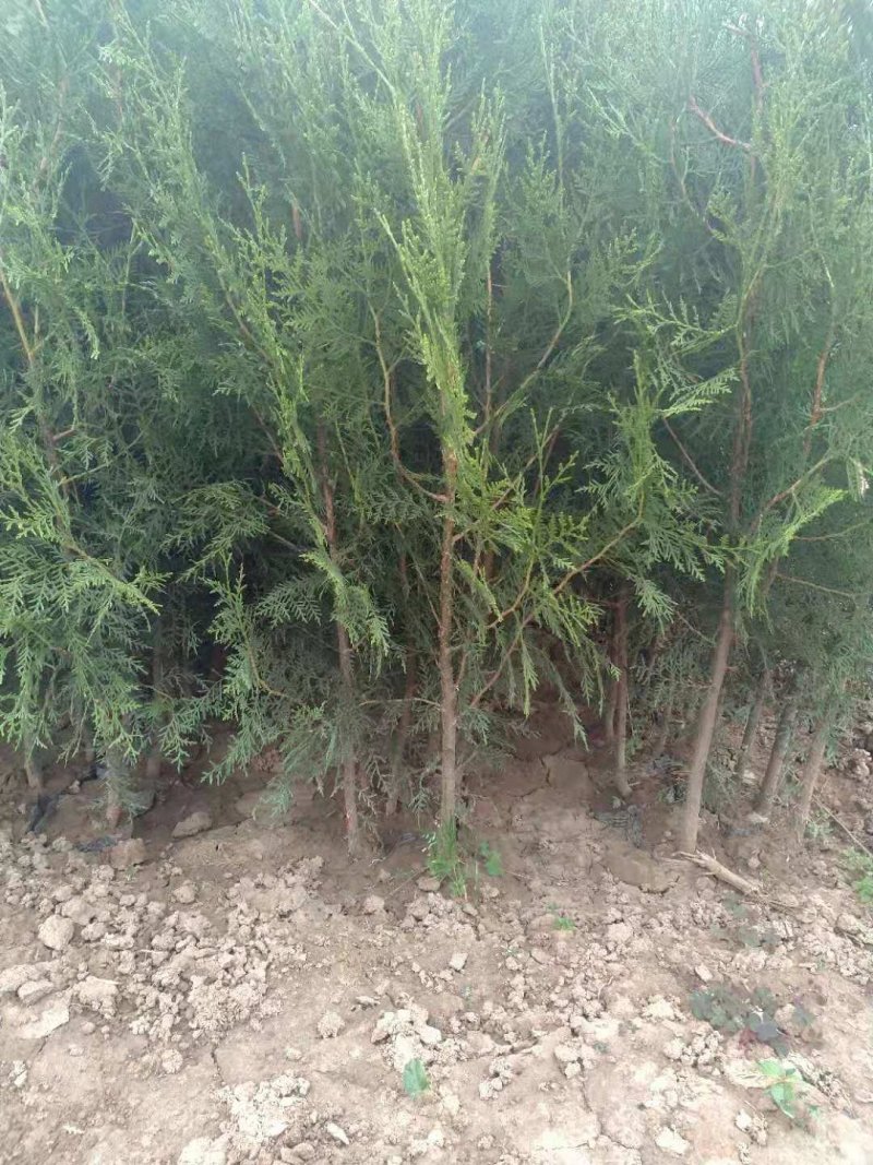 侧柏营养杯侧柏碗碗侧柏
