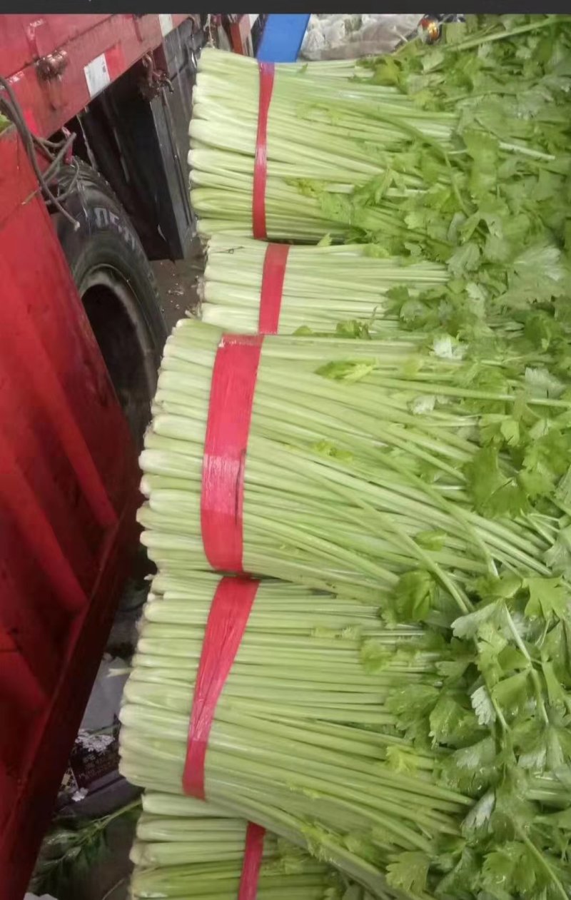 精品芹菜，香芹，西芹大量上市有需要的联系我，代发全国
