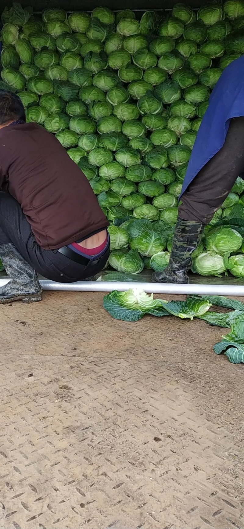 扁包菜大量供货基地自产自销市场货加工厂货都有