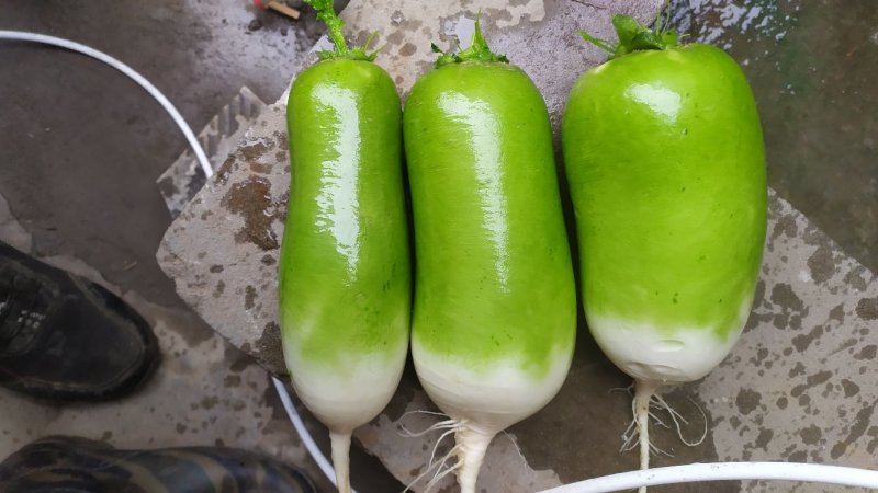 青萝卜罐萝卜791口感脆甜生熟均宜水洗打冷基地直发