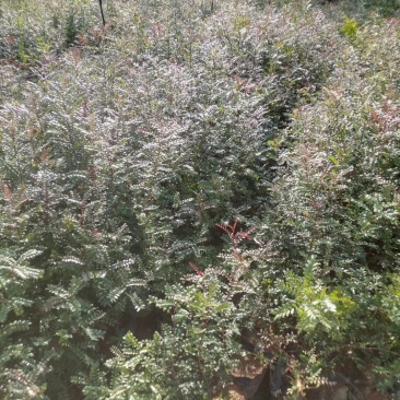 清香木