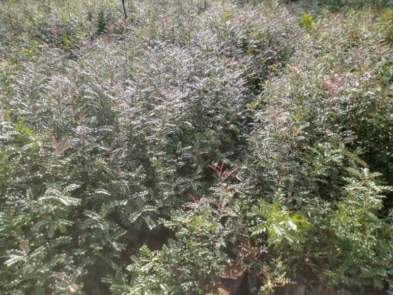 清香木