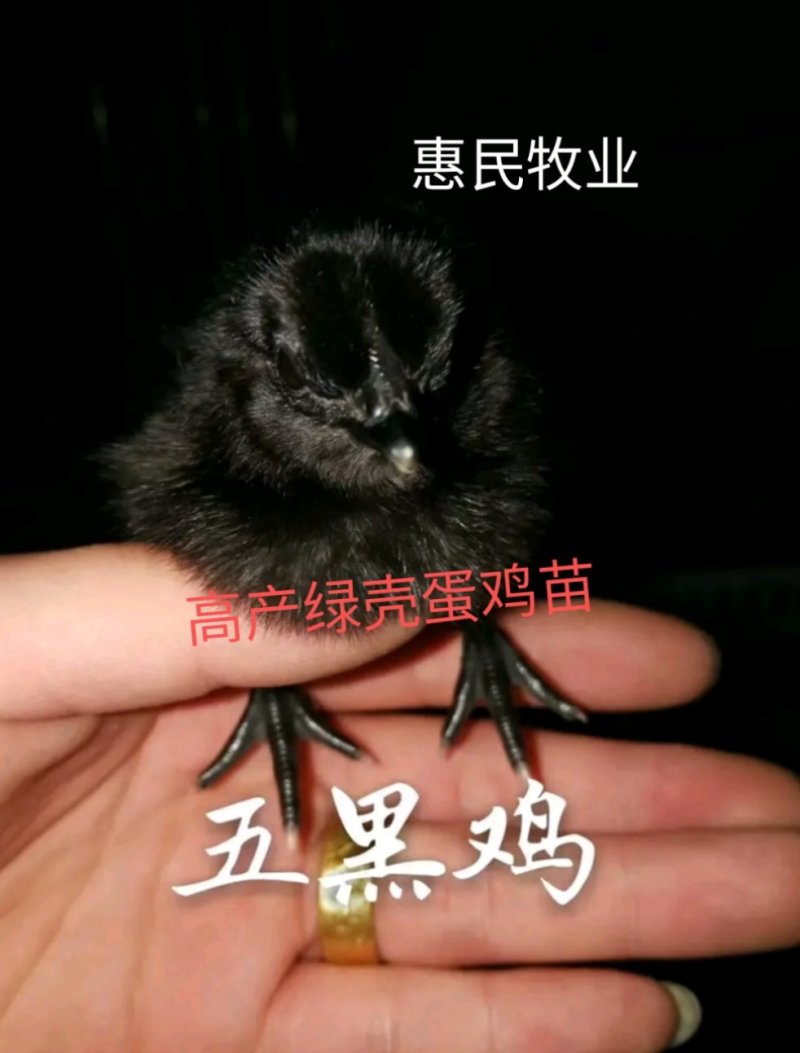 五黑绿壳蛋鸡苗原生态蛋鸡苗(黑乌鸡苗)全国发货