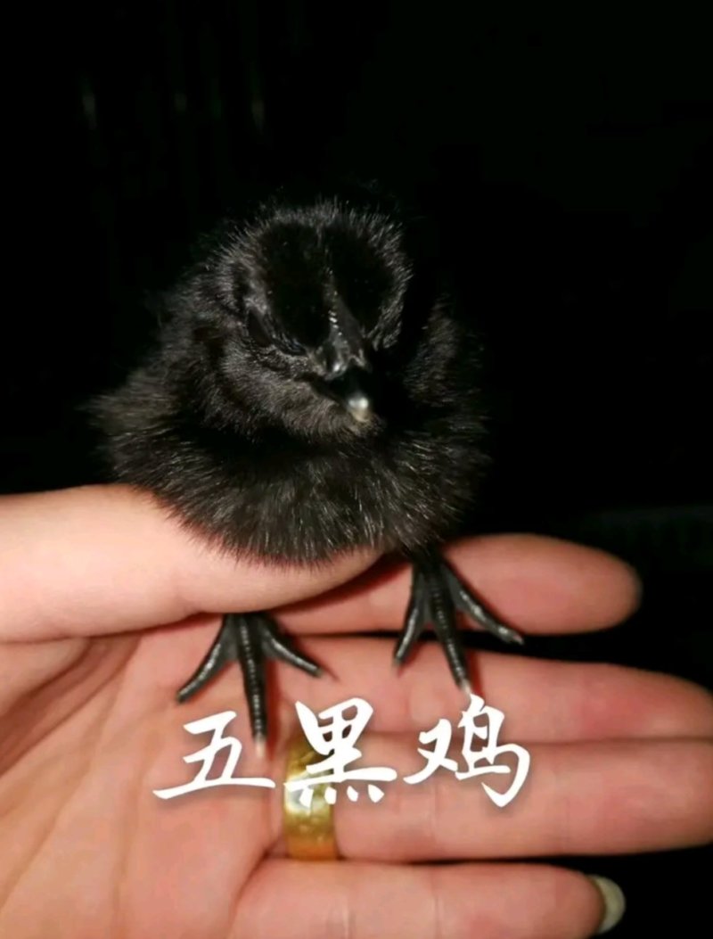 五黑绿壳蛋鸡苗原生态蛋鸡苗(黑乌鸡苗)全国发货
